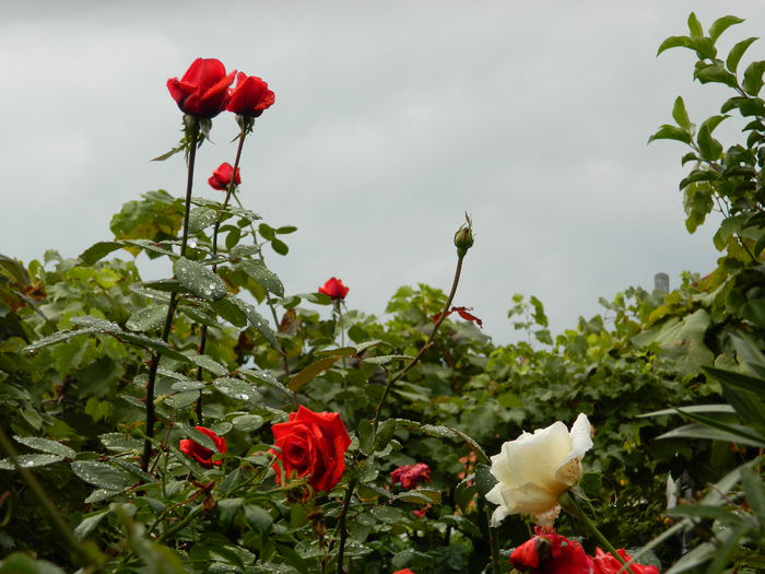 DSCN0936