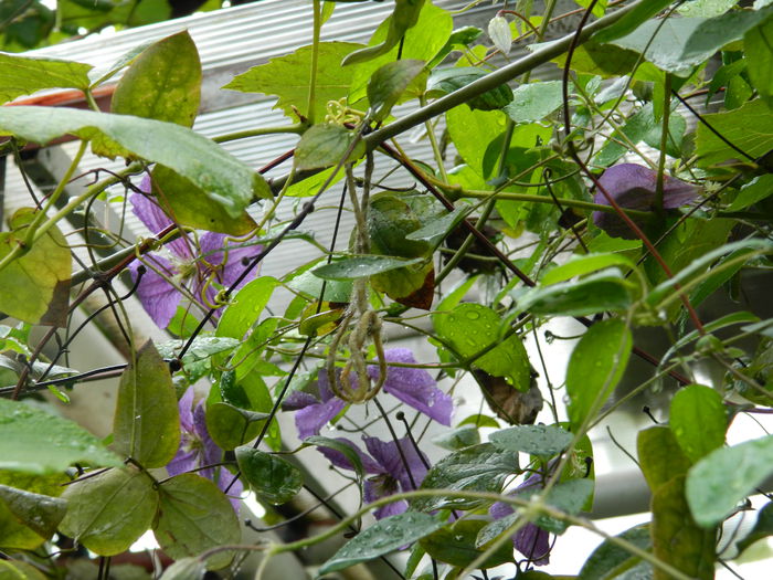 DSCN0940