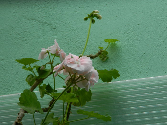 DSCN0955