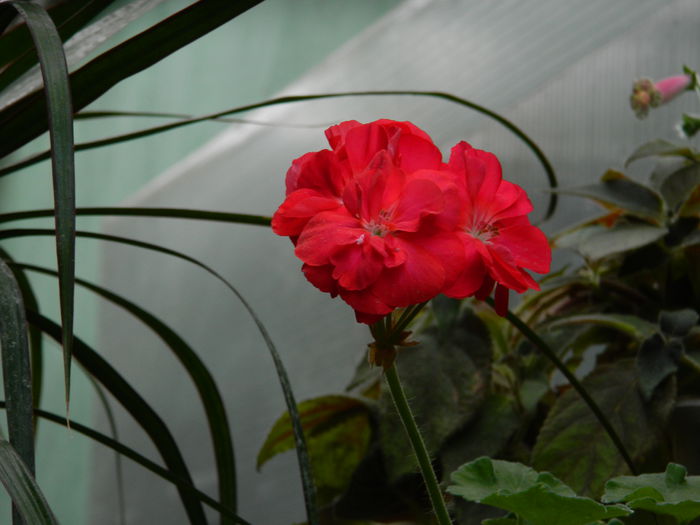 DSCN0956