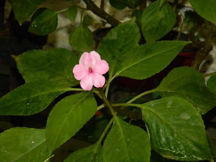 DSCN0957