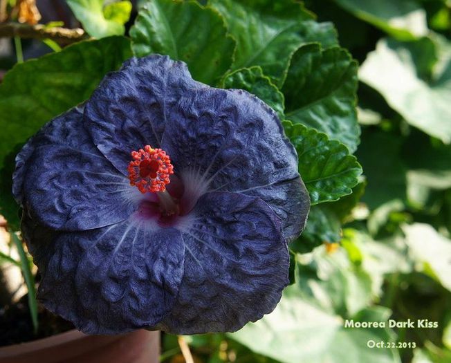 Moorea Dark Kiss - SEMINTE DE HIBISCUS TROPICAL DE MOOREA 2015 A DOUA TRANSA