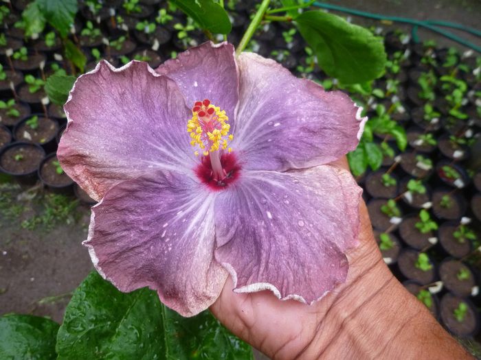 Moorea Lacramioara Mihaiela - SEMINTE DE HIBISCUS TROPICAL DE MOOREA 2015 A DOUA TRANSA