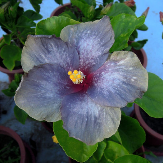 Moorea Orlando Sunrise - SEMINTE DE HIBISCUS TROPICAL DE MOOREA 2015 A DOUA TRANSA