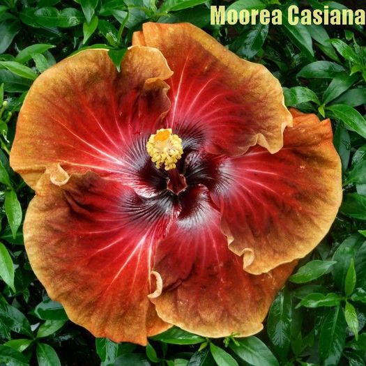 moorea-casiana - SEMINTE DE HIBISCUS TROPICAL DE MOOREA 2015 A DOUA TRANSA