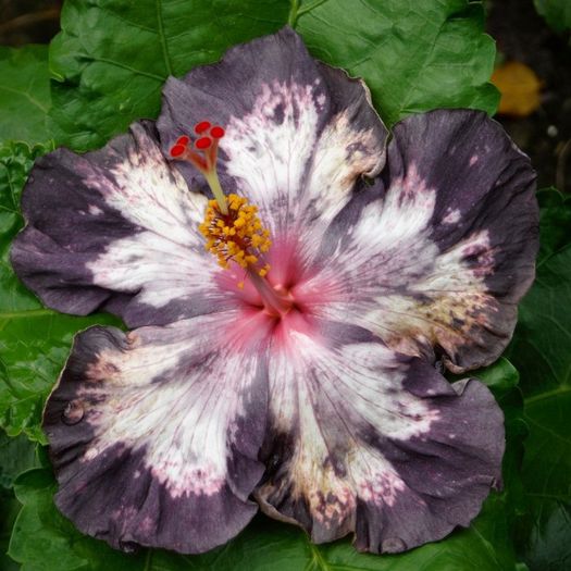 NMMA Dracula's Fiancée - SEMINTE DE HIBISCUS TROPICAL DE MOOREA 2015 A DOUA TRANSA