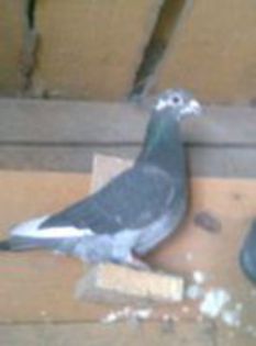 F RO 2008 - PORUMBEI CARE IAM VANDUT