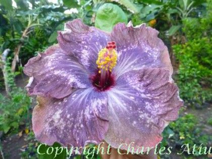 moorea-lacramioara-mihaela - SEMINTE DE HIBISCUS TROPICAL DE MOOREA 2015 A DOUA TRANSA