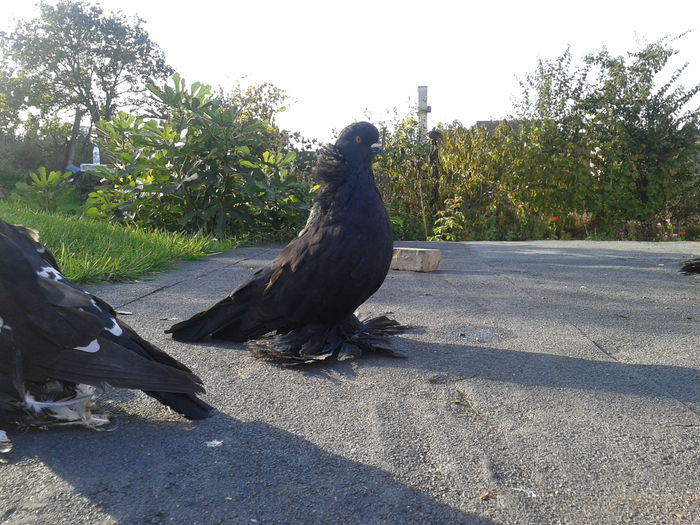 Fotografie-0354 - ADY_O-URIAS MAGHIAR-MAGYAR ORIAS- HUNGARIAN GIANT HOUSE PIGEON  2015