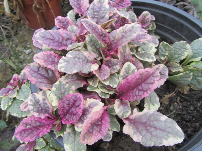 Ajuga
