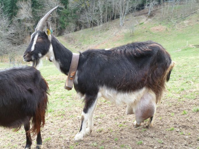 Capra de rasa Massif-Central cu lapte - CAI DE RASA SI CATEVA OI POZE DEOSEBITE