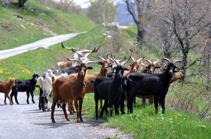 Caprite franceze Rove la pascut