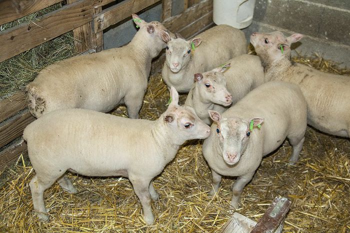 Miei de carne Charmoise francezi
