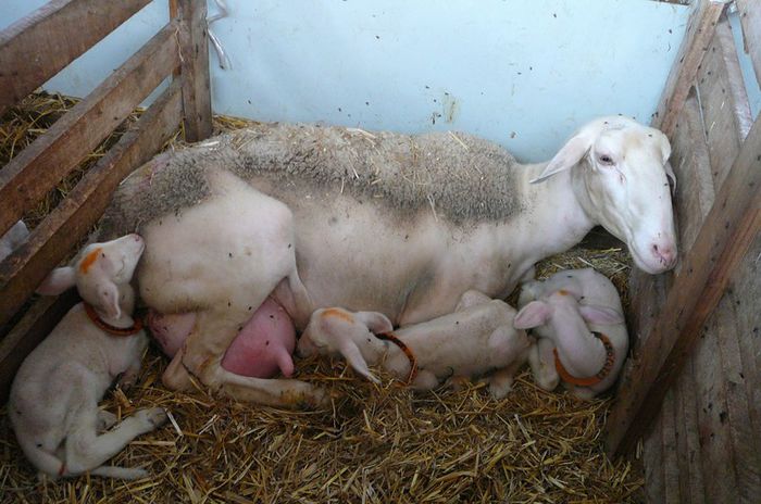 Oaie de lapte cu trei miei