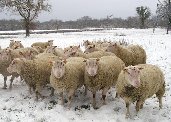 Oi de carne Charmoise pe zapada