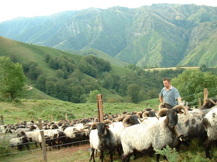 Oi frantuzesti frumoase-6z - CAI DE RASA SI CATEVA OI POZE DEOSEBITE