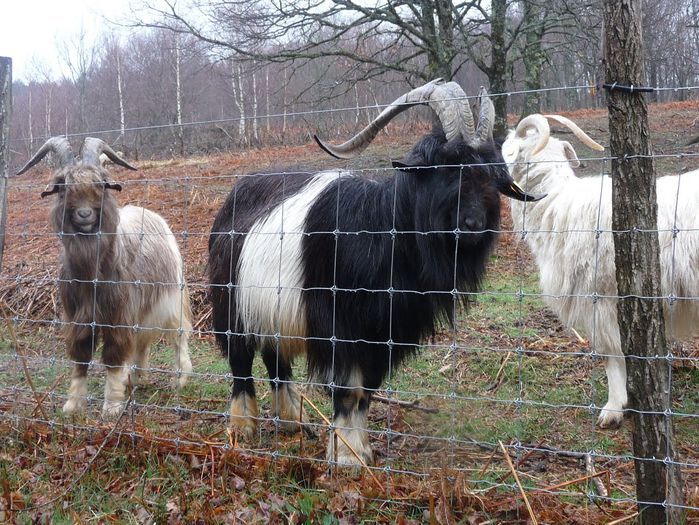 Rasa de capre Pyreneene la pascut