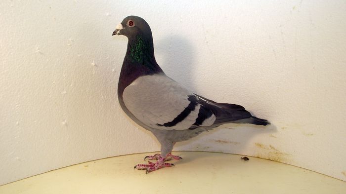 "Fiu 318"; Tatal vestitul &quot;318&quot; Orig Van Heteren, loc 1/2493, 1/2786, 5/14271, 6/9508, 10/11944. Mama Orig J.vd Pasch, nepoata din Lowieke si Olympic Trutje.
