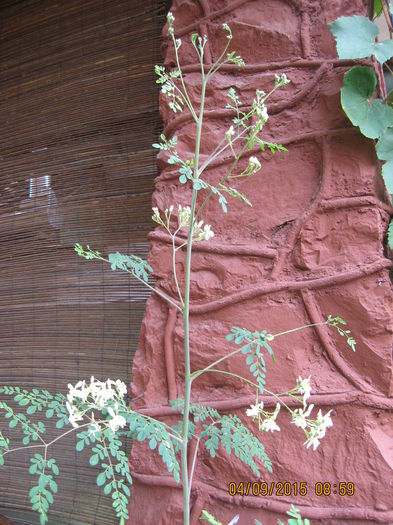Picture 4327 - Arborele vietii- Moringa oleifera