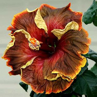 hibiscus-voodoo-magic-foto-2864