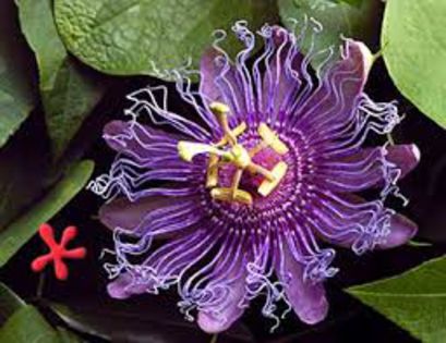 images (1) - Pasiflora Incense
