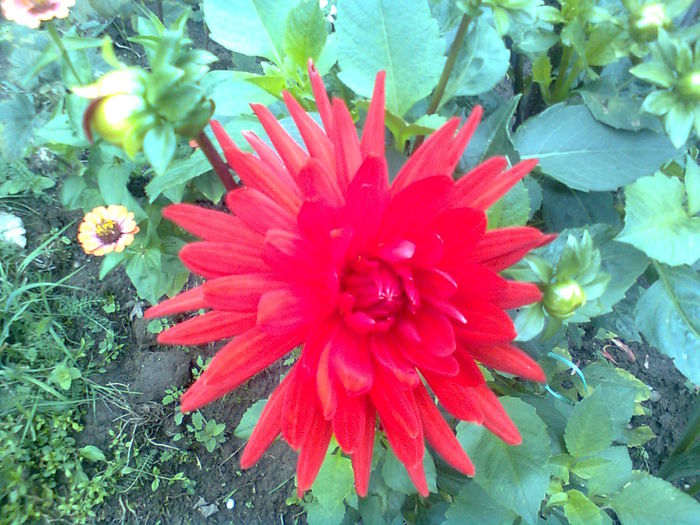 ; Dalie &quot;Red Pygmy&quot;
Talie: mica (30-50cm)
Floare: medie
