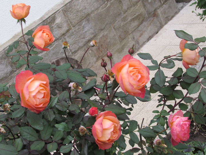 Lady Emma Hamilton