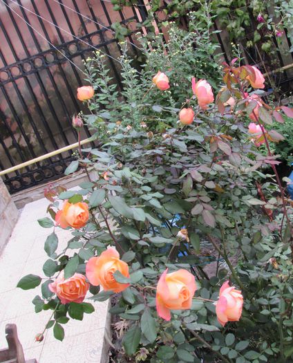 Lady Emma Hamilton