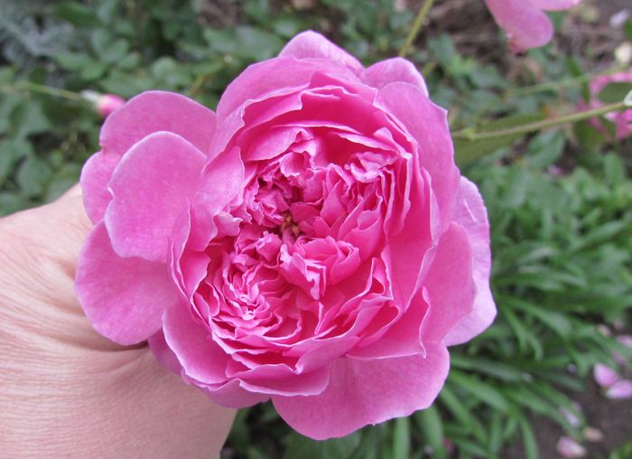 Harlow Carr