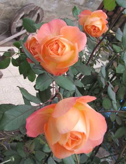 Lady Emma Hamilton