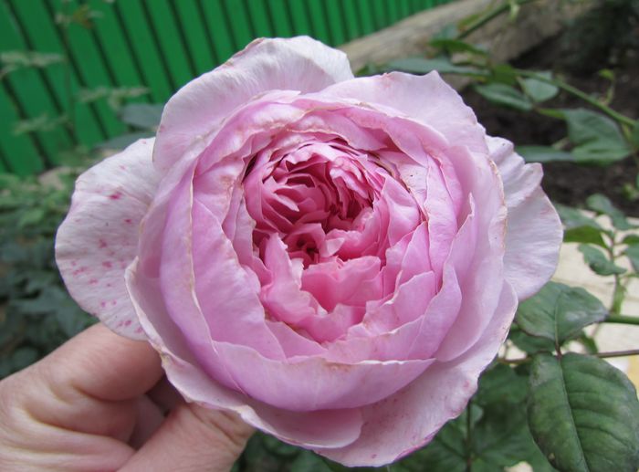 Gartentraume