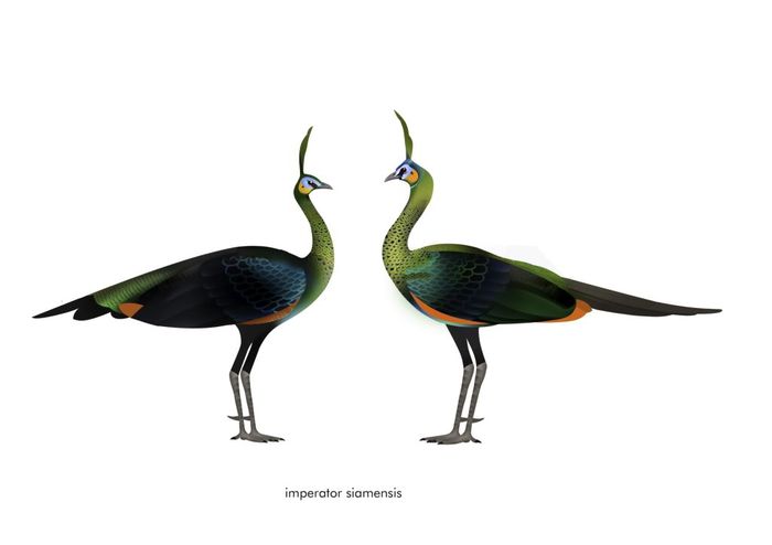 pavo muticus imperator siamensis