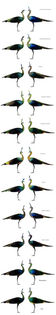 sub ... subspecii pavo muticus ... dar este adev%u0103rat?? - paun verde salbatice in Thailanda
