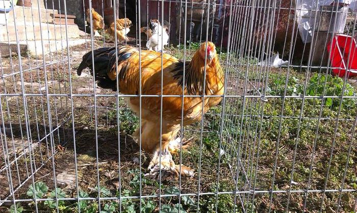 12167328_1045084352202592_620333435_n