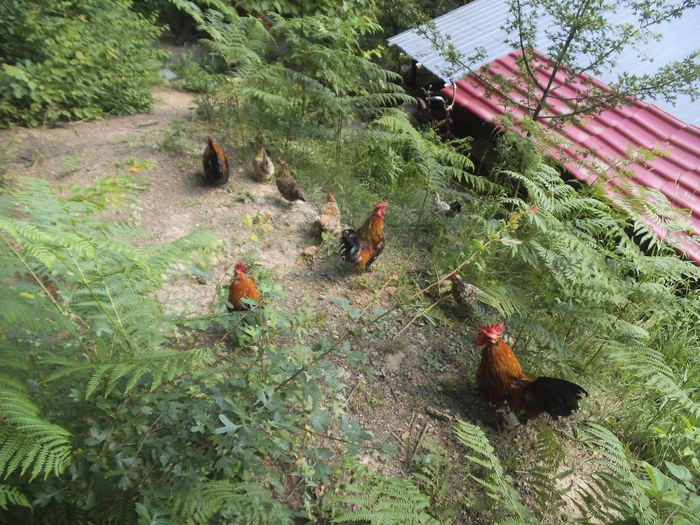 DSCF3386 - matca mii de flori-gaini pitice 2015-2016