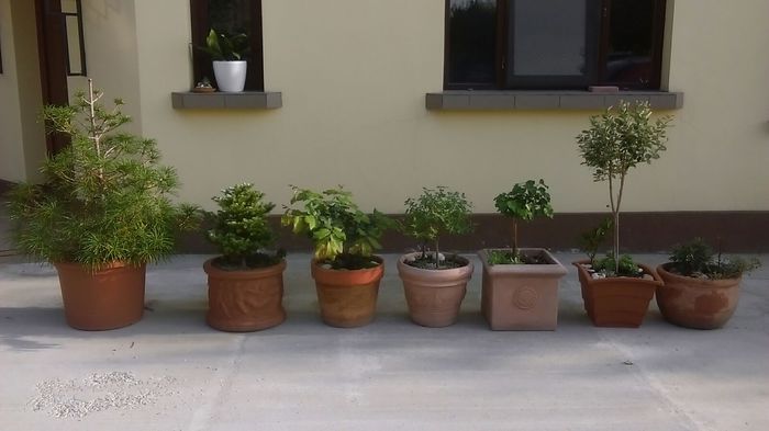 Plante in curte - Primavara 2016