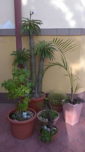 Plante in curte - Primavara 2016