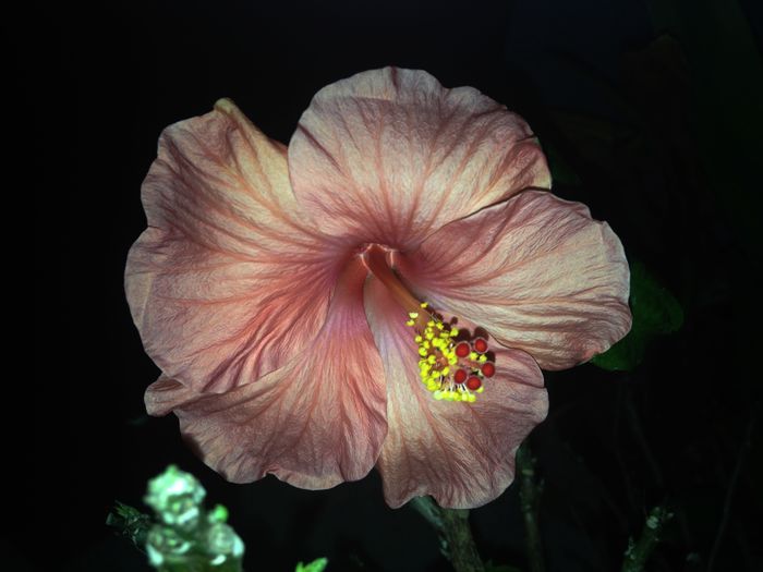 16 oct. 2015 - Hibiscus2015