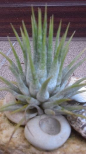 Tillandsia ionantha