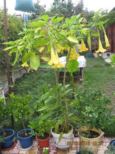 Picture 4418 - 3 BRUGMANSIA