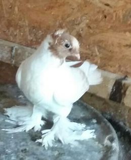 femela 2015 dnu Loghin jud.Suceava