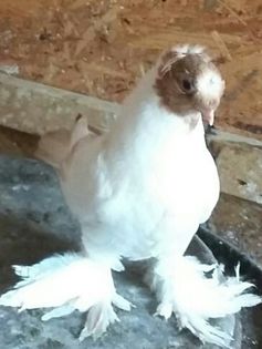 masc 2015 dnu Loghin jud Suceava