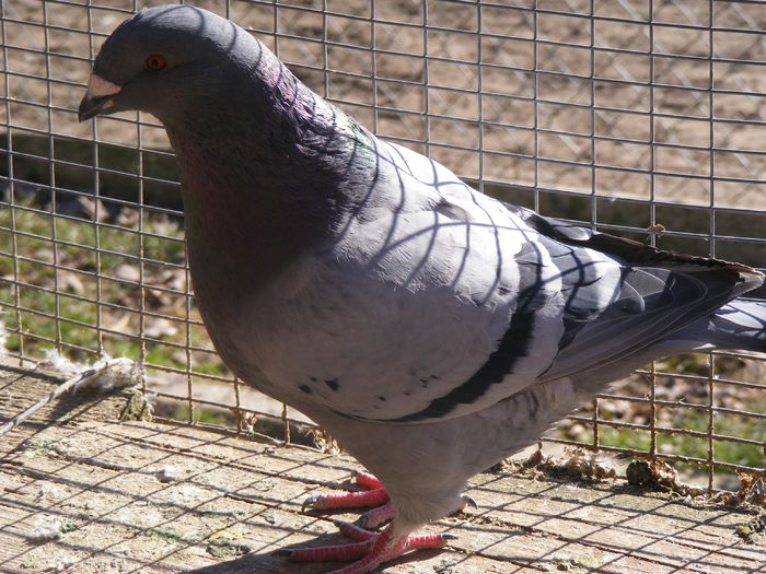 F 2014 vinduta noiembrie 2015