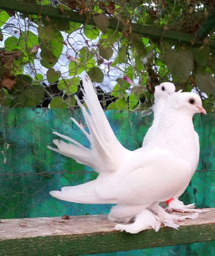 pereche 2015 Dnu Ivan.mun.Calafat