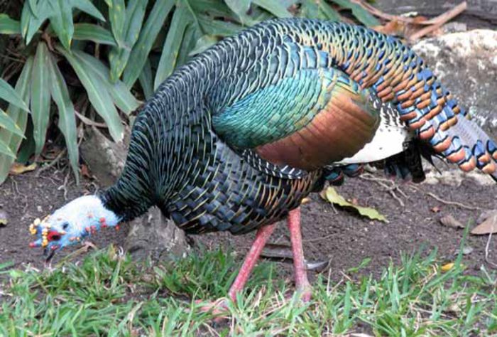 Ocellated-turkey-Belize-lateral-view-John-Harshman-600-px-tiny-Jan-2013-Darren-Naish-Tetrapod-Zoolog