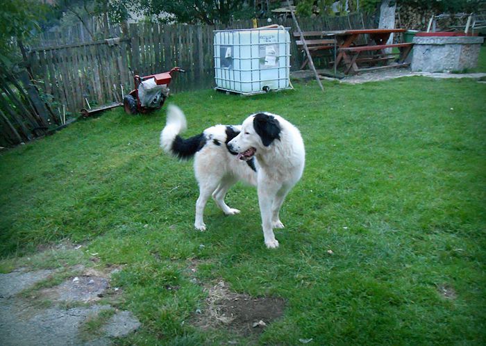 Fiona; de Valea-Rece
