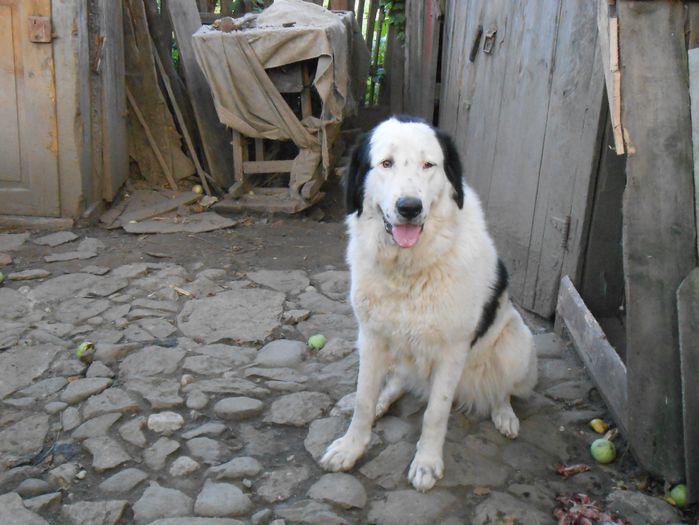 fio5; ciobanesc romanesc de bucovina crb
