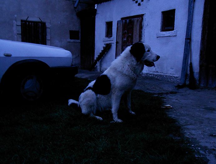 fio6; ciobanesc romanesc de bucovina crb
