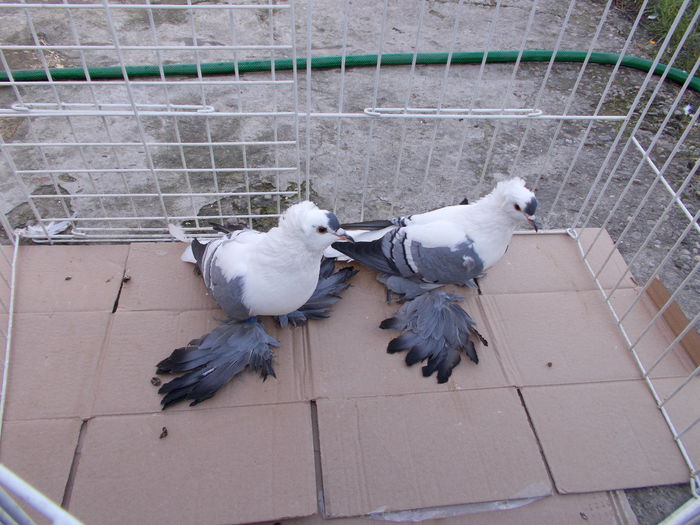 RAT.per.2012 - rosu (2)