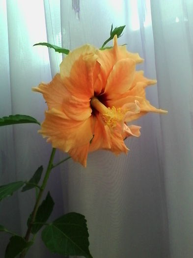 IMG_20151016_110004 - Hibiscus Classic Apricot